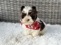 Milo (teacup), a male Yorkshire Terrier for sale in Hardin, TX – Photo 7 of 9