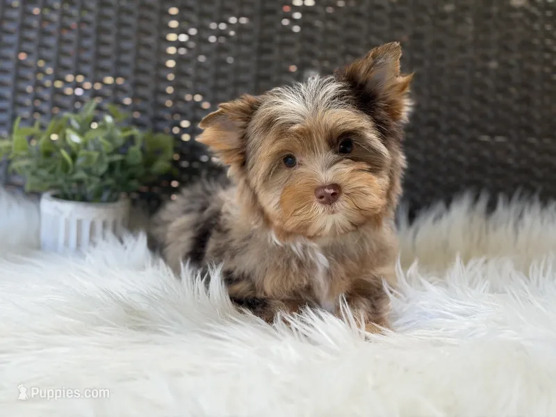 Cooper (Choc Merle) – Yorkshire Terrier puppy for sale in Hardin, TX