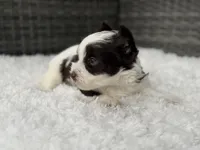 Oreo, a male Yorkshire Terrier for sale in Hardin, TX – Photo 5 of 9