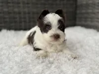 Oreo, a male Yorkshire Terrier for sale in Hardin, TX – Photo 7 of 9