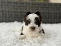 Oreo, a male Yorkshire Terrier for sale in Hardin, TX – Photo 8 of 9