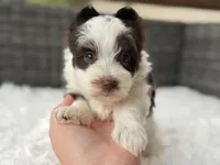 Oreo, a male Yorkshire Terrier for sale in Hardin, TX – Photo 6 of 9