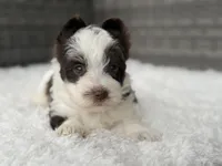 Oreo, a male Yorkshire Terrier for sale in Hardin, TX – Photo 3 of 9