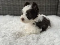 Oreo, a male Yorkshire Terrier for sale in Hardin, TX – Photo 2 of 9