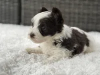 Oreo, a male Yorkshire Terrier for sale in Hardin, TX – Photo 4 of 9