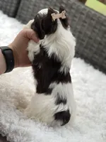 Oreo, a male Yorkshire Terrier for sale in Hardin, TX – Photo 9 of 9