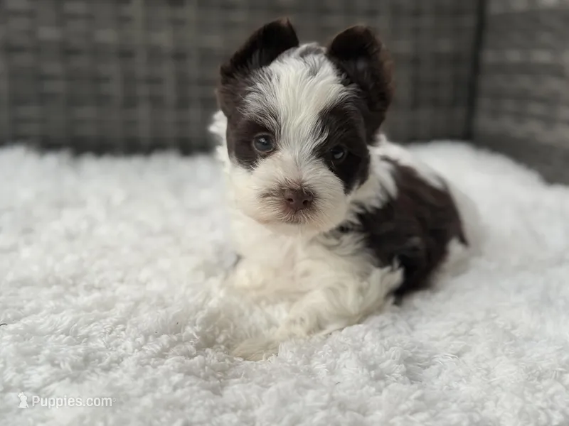 Oreo – Yorkshire Terrier puppy for sale in Hardin, TX