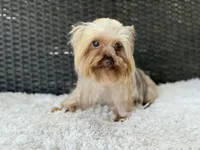 Hercules (teacup), a male Yorkshire Terrier for sale in Hardin, TX – 2 of 6