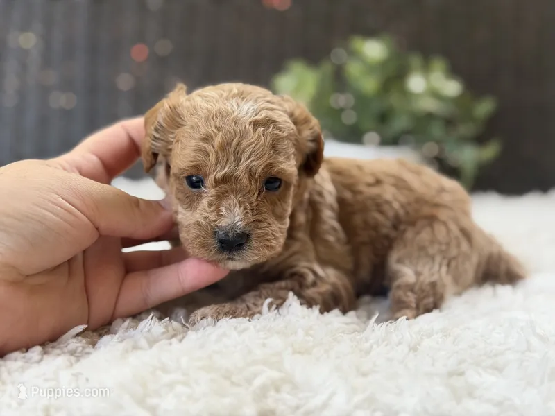 Harley  – Poodle - Toy  puppy for sale in Hardin, TX