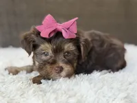 Darla , a female Yorkshire Terrier for sale in Hardin, TX – 5 of 10