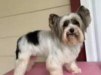Cami, a female Yorkshire Terrier for sale in Hardin, TX – 4 of 6