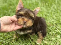 Ollie, a male Yorkshire Terrier for sale in Hardin, TX – 4 of 4