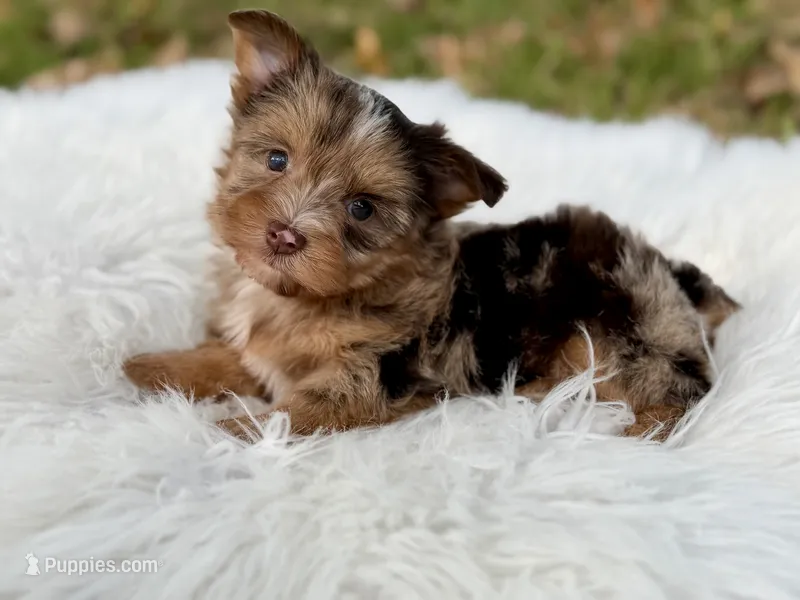 Cooper – Yorkshire Terrier puppy for sale in Hardin, TX