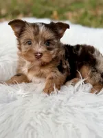 Cooper, a male Yorkshire Terrier for sale in Hardin, TX – 4 of 10