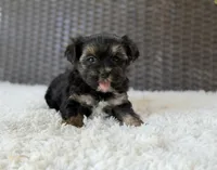 Theo , a male Yorkshire Terrier for sale in Hardin, TX – 3 of 10