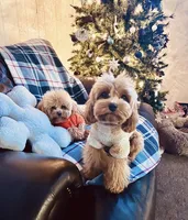 Rosie , a female Cavapoo for sale in Hardin, TX – Photo 8 of 8