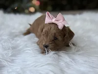 Rosie , a female Cavapoo for sale in Hardin, TX – Photo 4 of 8