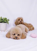 Rosie , a female Cavapoo for sale in Hardin, TX – Photo 7 of 8