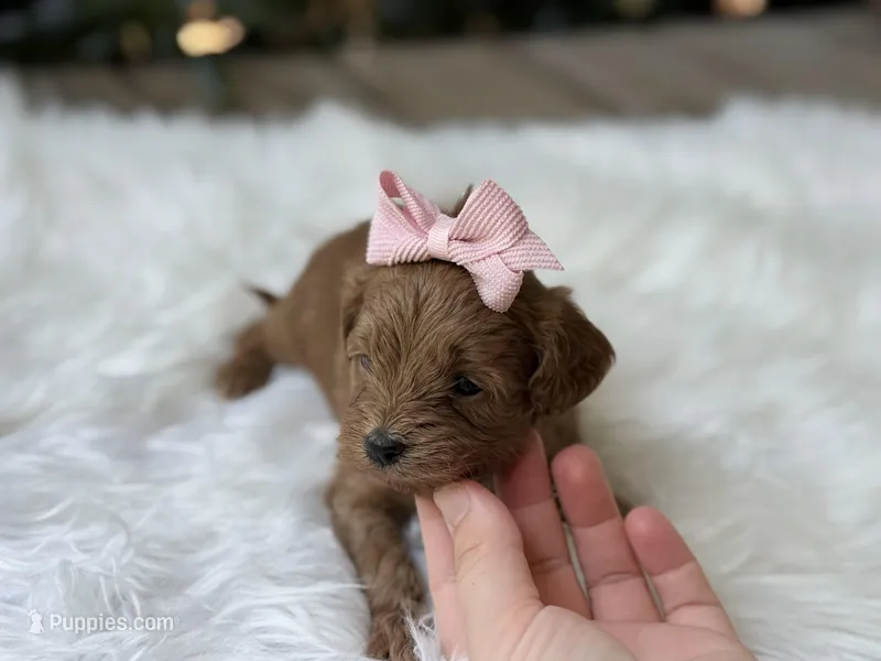 Rosie  – Cavapoo puppy for sale in Hardin, TX