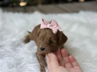 Rosie , a female Cavapoo for sale in Hardin, TX – Photo 1 of 8