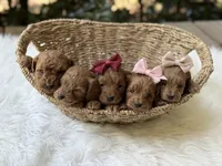 Rosie , a female Cavapoo for sale in Hardin, TX – Photo 6 of 8