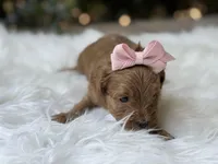 Rosie , a female Cavapoo for sale in Hardin, TX – Photo 2 of 8