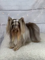 Cooper, a male Yorkshire Terrier for sale in Hardin, TX – 10 of 10