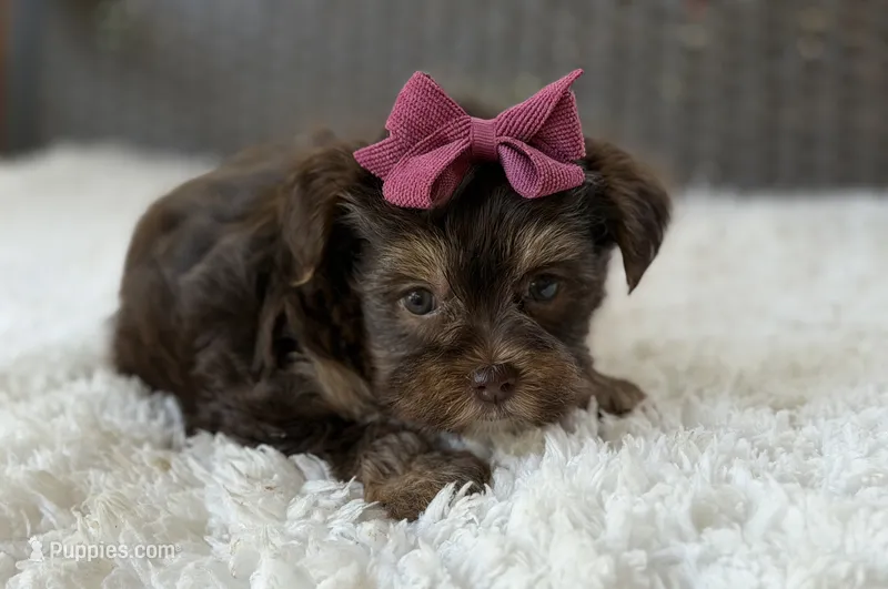 Darla  – Yorkshire Terrier puppy for sale in Hardin, TX