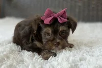 Darla , a female Yorkshire Terrier for sale in Hardin, TX – 1 of 10