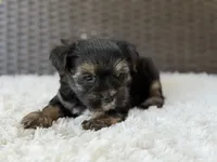 Theo , a male Yorkshire Terrier for sale in Hardin, TX – 9 of 10