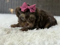 Darla , a female Yorkshire Terrier for sale in Hardin, TX – 10 of 10