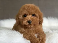 Red Romeo, a male Cavapoo and Poodle - Toy  for sale in Hardin, TX – 5 of 7