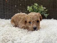 Harley , a male Poodle - Toy  for sale in Hardin, TX – 2 of 7