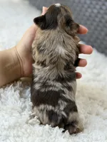 Cooper, a male Yorkshire Terrier for sale in Hardin, TX – 7 of 10