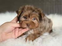 Jasmine (blue/green eyes), a female Yorkshire Terrier for sale in Hardin, TX – 3 of 10