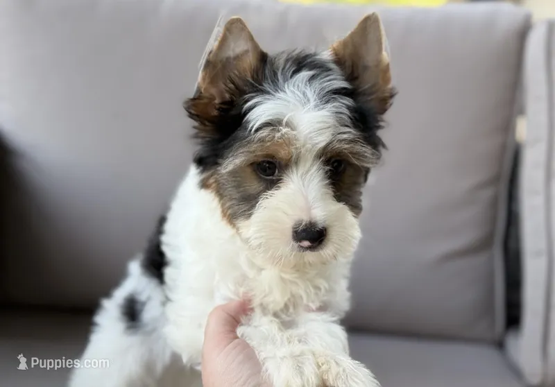 Chase  – Yorkshire Terrier puppy for sale in Hardin, TX