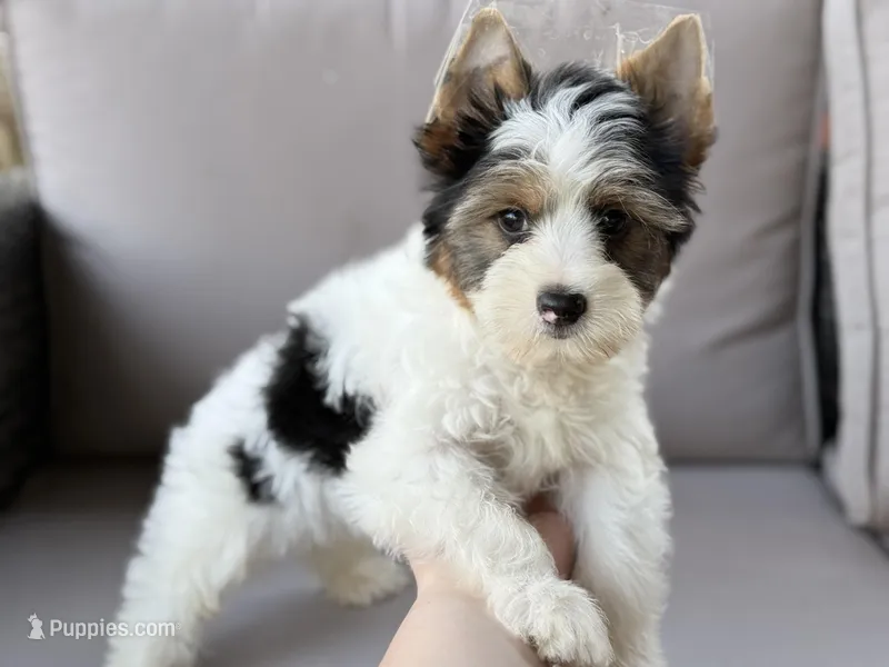 Chase  – Yorkshire Terrier puppy for sale in Hardin, TX