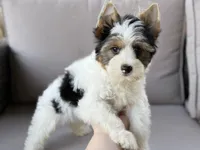 Chase , a male Yorkshire Terrier for sale in Hardin, TX – Photo 6 of 6