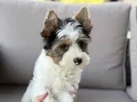 Chase , a male Yorkshire Terrier for sale in Hardin, TX – Photo 5 of 6