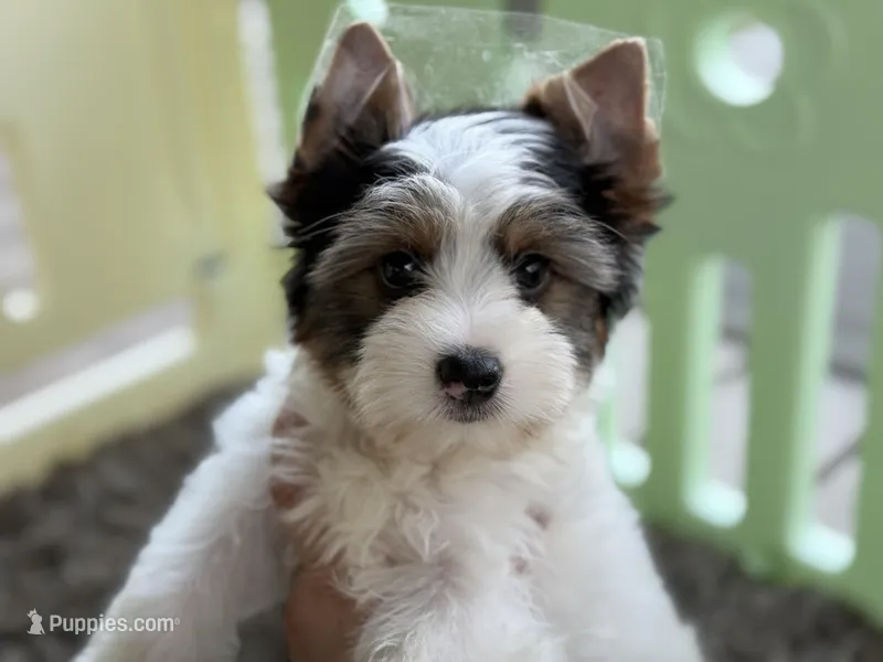 Chase  – Yorkshire Terrier puppy for sale in Hardin, TX