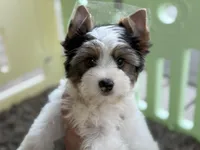 Chase , a male Yorkshire Terrier for sale in Hardin, TX – Photo 3 of 6