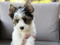 Chase , a male Yorkshire Terrier for sale in Hardin, TX – Photo 4 of 6