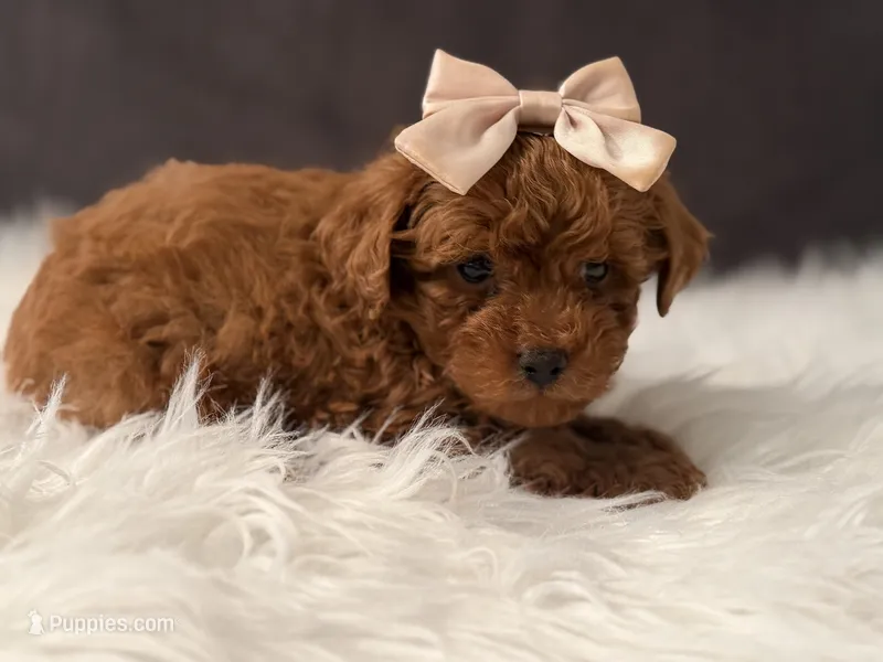 Rose – Poodle - Toy  puppy on hold in Hardin, TX