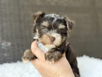 Kipp, a male Yorkshire Terrier for sale in Hardin, TX – 2 of 8