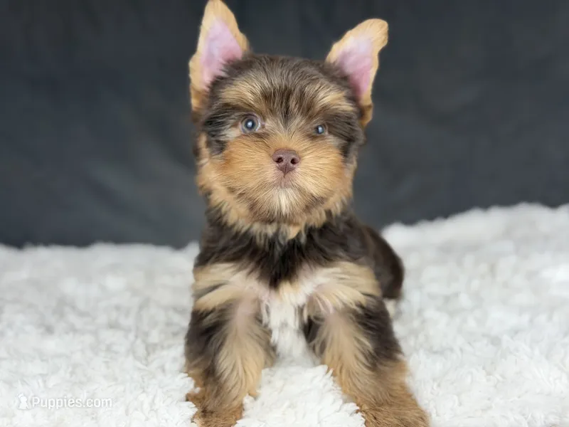 Ollie – Yorkshire Terrier puppy for sale in Hardin, TX