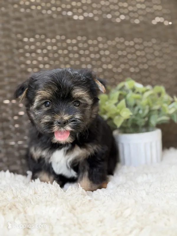 Theo  – Yorkshire Terrier puppy for sale in Hardin, TX
