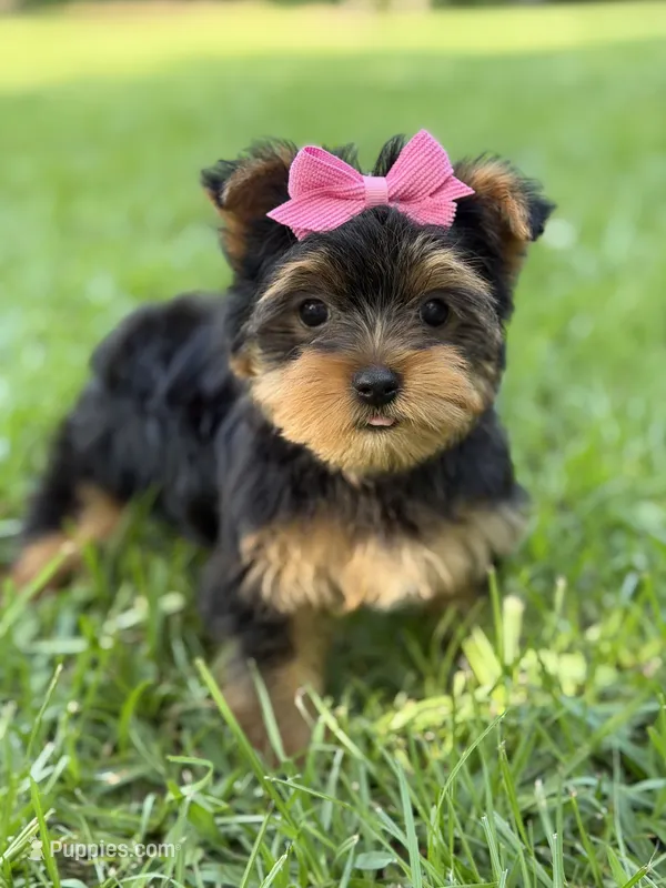 Trinity – Yorkshire Terrier puppy for sale in Hardin, TX