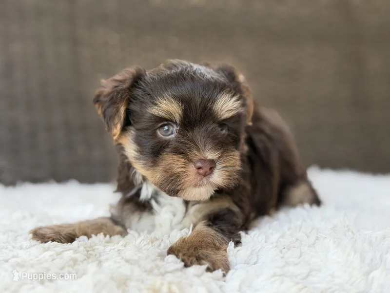 Toby  – Yorkshire Terrier puppy for sale in Hardin, TX