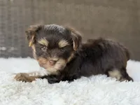 Toby , a male Yorkshire Terrier for sale in Hardin, TX – 7 of 8