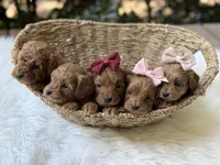Ruby, a female Cavapoo for sale in Hardin, TX – Photo 5 of 7